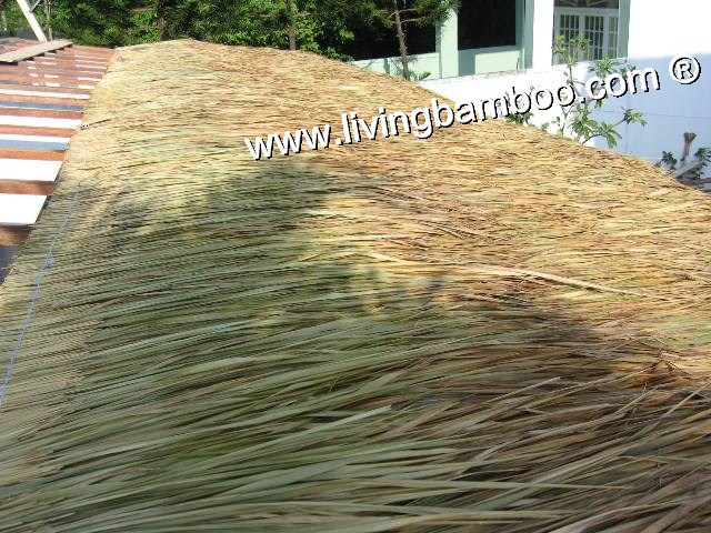 THATCH ROOF